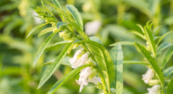 Researchers Identify New Microbe Causing Disease in Sesame Fields of Midnapore