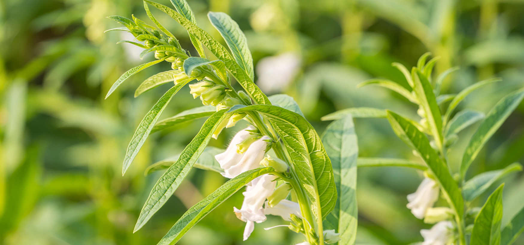 Researchers Identify New Microbe Causing Disease in Sesame Fields of Midnapore