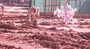 Translocated Tigress Jamuna Released into Core Area of Similipal Forest