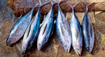 Andaman and Nicobar Islands Designated as Tuna Cluster Under PMMSY for Fisheries Development