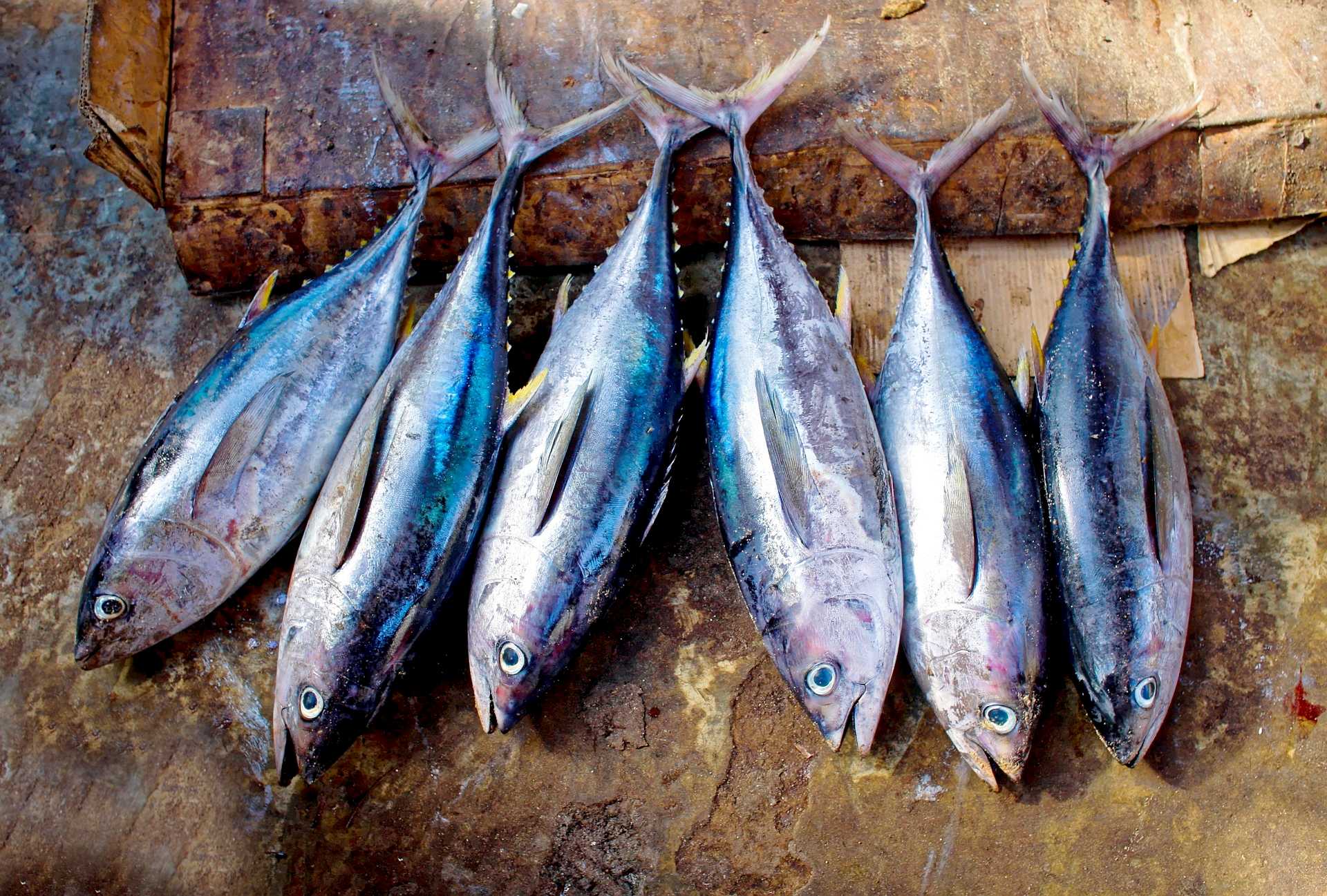 Andaman and Nicobar Islands Designated as Tuna Cluster Under PMMSY for Fisheries Development