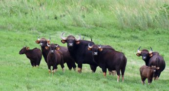 First-Ever Gaur Census in Odisha’s Debrigarh Wildlife Sanctuary Reveals Thriving Population of 659 Indian Bisons