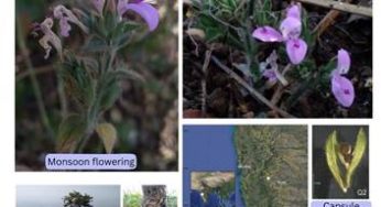 New Fire-Resilient Plant Species Discovered in Western Ghats Shows Unique Dual-Blooming Pattern