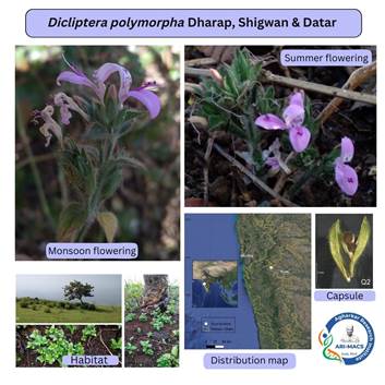 New Fire-Resilient Plant Species Discovered in Western Ghats Shows Unique Dual-Blooming Pattern