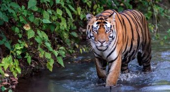 India Adds 57th Tiger Reserve: Ratapani Tiger Reserve Notified in Madhya Pradesh