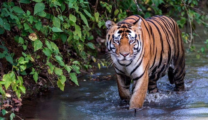 India Adds 57th Tiger Reserve: Ratapani Tiger Reserve Notified in Madhya Pradesh
