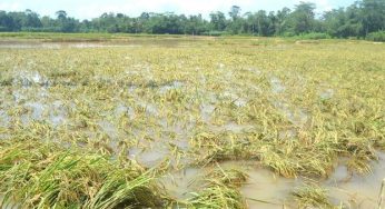Odisha Declares Unseasonal Rain as State-Specific Disaster, Farmers to Get SDRF Assistance