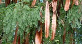 Researchers Uncover Diabetes Management Potential in Subabul Seedpods