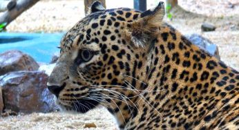 Female Leopard ‘Rani’ of Sambalpur Zoo Passes Away