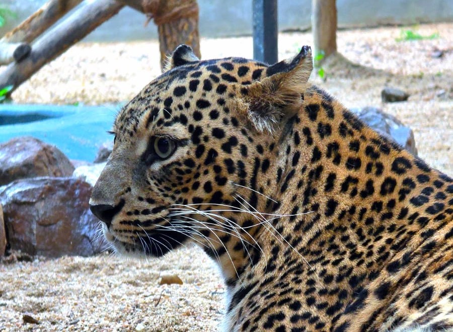 Female Leopard ‘Rani’ of Sambalpur Zoo Passes Away
