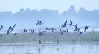Hirakud Wetland Census 2025: Teams Tally Migratory Bird Population Across 21 Sectors