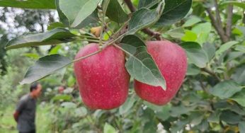 Himachal Farmer Hariman Sharma Awarded Padma Shri for Revolutionary HRMN-99 Apple Variety