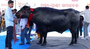 Rajasthan’s ‘Bhim’ Steals the Show at Odisha’s Fish and Animal Husbandry Convention
