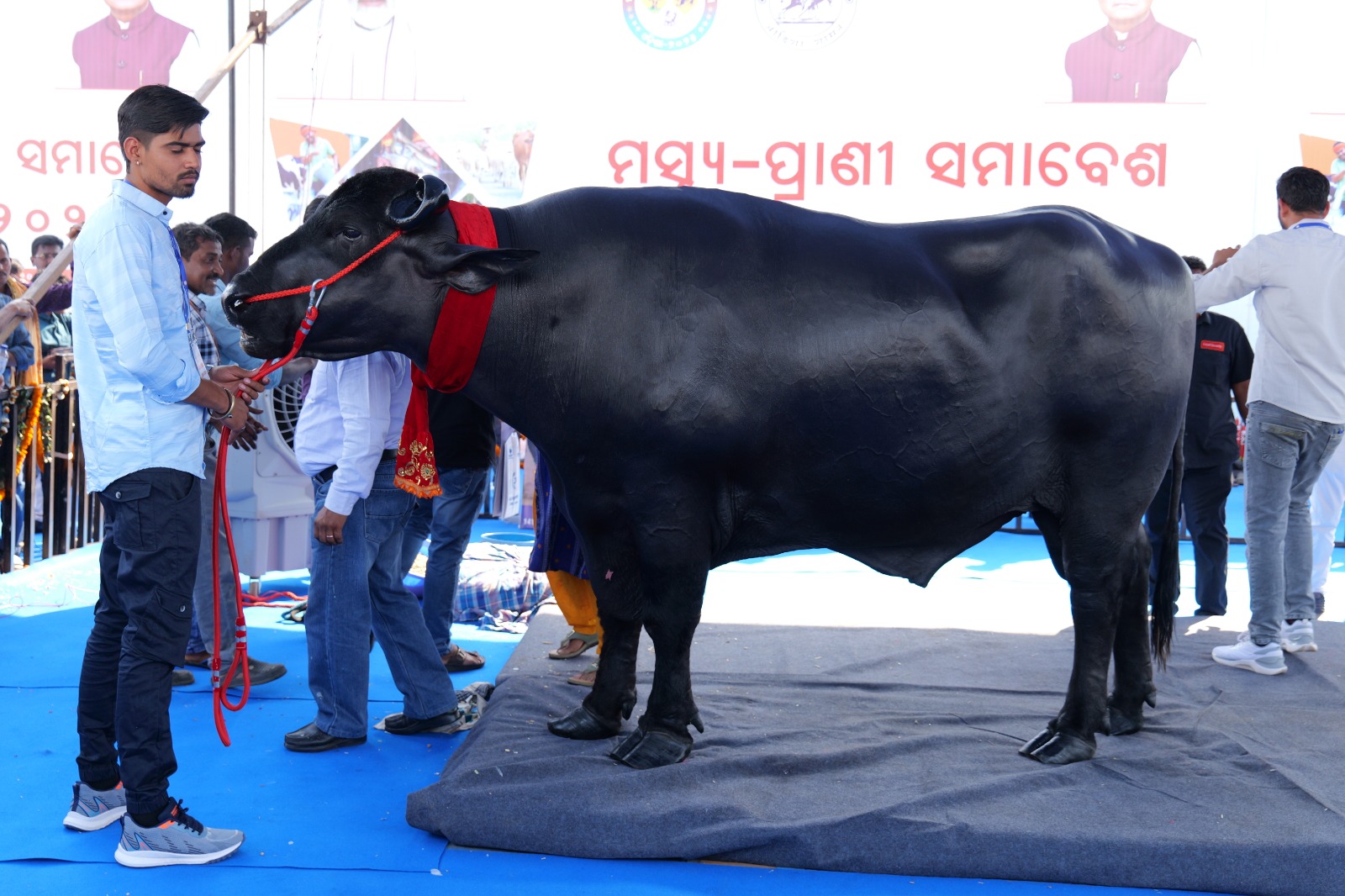 Rajasthan’s ‘Bhim’ Steals the Show at Odisha’s Fish and Animal Husbandry Convention