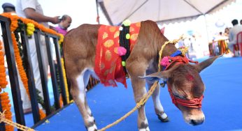 Punganur Cow, World’s Smallest Cattle Breed, Draws Attention at Bhubaneswar Convention