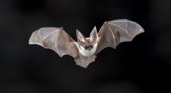 New Bat Coronavirus With Human Transmission Potential Discovered In China