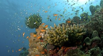 India Strengthens Marine Conservation with Advanced Technologies and Policy Frameworks
