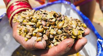 Odisha Sets National Benchmark with First Women-Led Commercial Trade of Sal Seeds