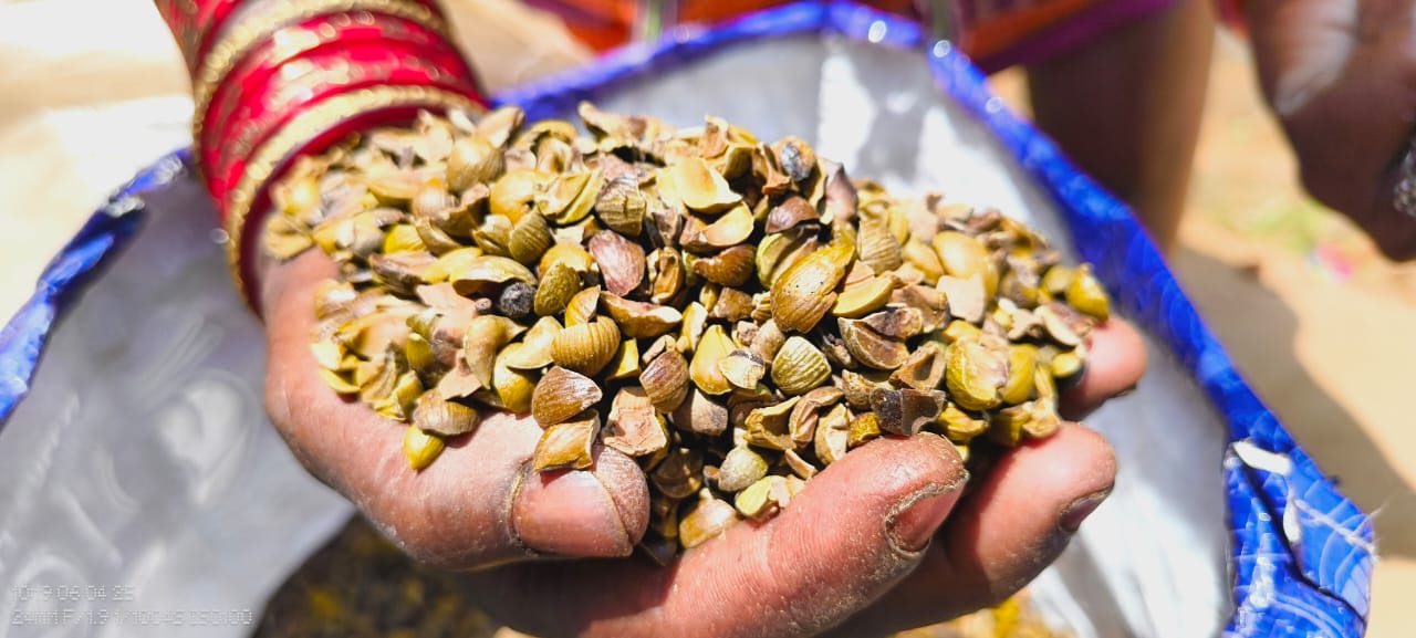 Odisha Sets National Benchmark with First Women-Led Commercial Trade of Sal Seeds