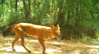 Hope Rises for Endangered Wild Dogs in Odisha’s Debrigarh Sanctuary as Pack Formation Begins
