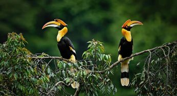 India’s First Centre of Excellence for Hornbill Conservation to Come Up in Tamil Nadu’s Anamalai Tiger Reserve