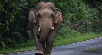 Rogue Elephant Claims Three Lives in Dhenkanal; Villagers Demand Safety Measures