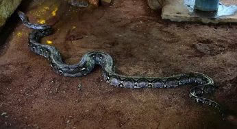Indian Python Rescued in Malkangiri, Released Safely into Wild