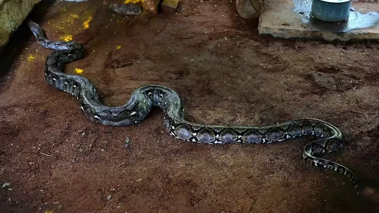 Indian Python Rescued in Malkangiri, Released Safely into Wild