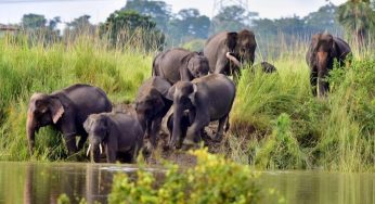 World Elephant Day: CM Majhi Urges Collective Action to Protect Odisha’s Gentle Giants