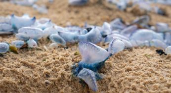 Mass Stranding of Blue Button Jellyfish Raises Alarm at Chandrabhaga Beach