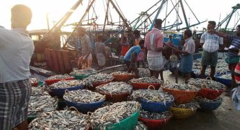 Fisheries Sector Gets Major Relief as GST Rates Slashed on Key Inputs and Products
