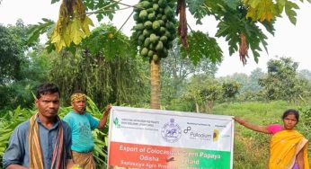 Odisha Farmers Export Colocasia and Papaya to Ireland, Marking a New Milestone in Agriculture