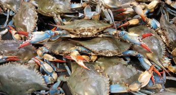 Odisha to Set Up State’s First Mud Crab Hatchery in Paradip with ₹2.81 Crore Investment