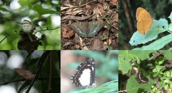 Six New Butterfly Species Discovered in Arunachal Pradesh’s Upper Siang, Expanding India’s Biodiversity Map