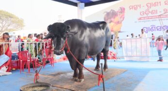 Murrah Bull ‘Inder’ Emerges as Elite Breeding Prospect, Valued at ₹4 Crore