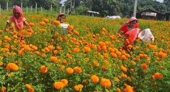 When Flowers Became Freedom: How Sanatanpali Bloomed into Odisha’s Floriculture Hub