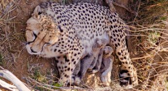 Namibian Cheetah Jwala Gives Birth to Five Cubs at Kuno National Park