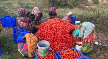 ORMAS Procures 128 MT Tomatoes to Ensure Fair Prices for Farmers in Odisha