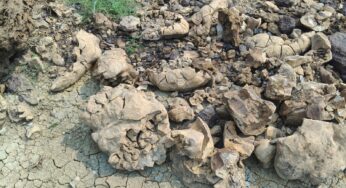 Ancient Marine Fossil Site in Mayurbhanj Awaits Protection, INTACH Seeks State Action