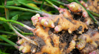 Centre launches ₹189 crore Mizoram Ginger Mission to boost farmer income and exports