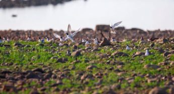 Summer Bird Nesting Doubles at Hirakud Wetland, Reflecting Conservation Gains