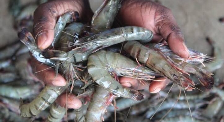 Odisha Cabinet Approves New Framework for Sustainable Inland Shrimp Farming