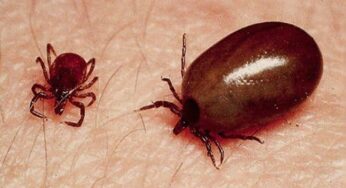 Suspected Scrub Typhus Cluster in Odisha Under Close Health Surveillance